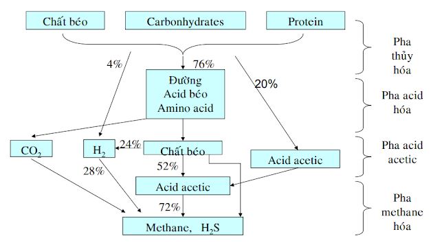 Cơ chế hình thành khí biogas