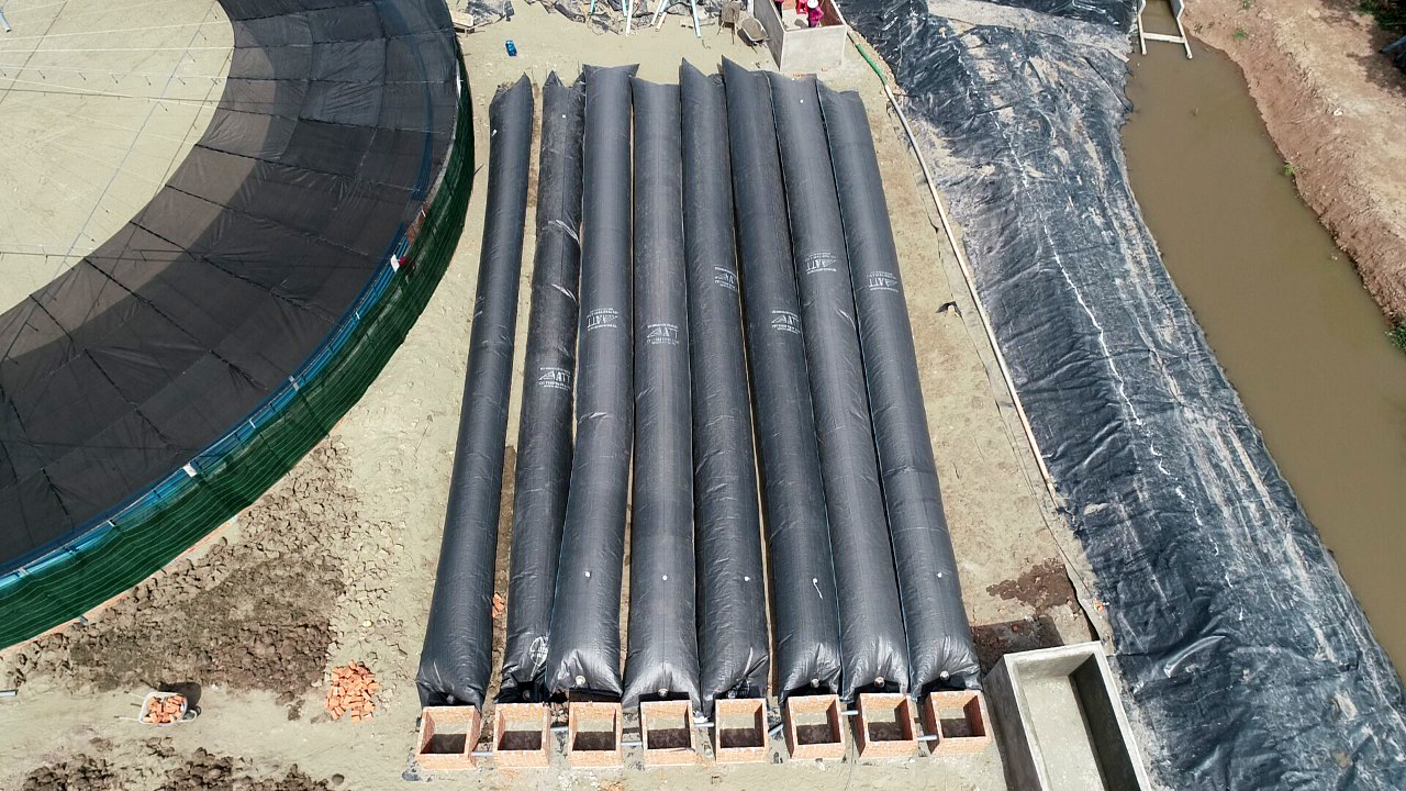 Biogas cho ao tôm bằng túi biogas đang nở rộ