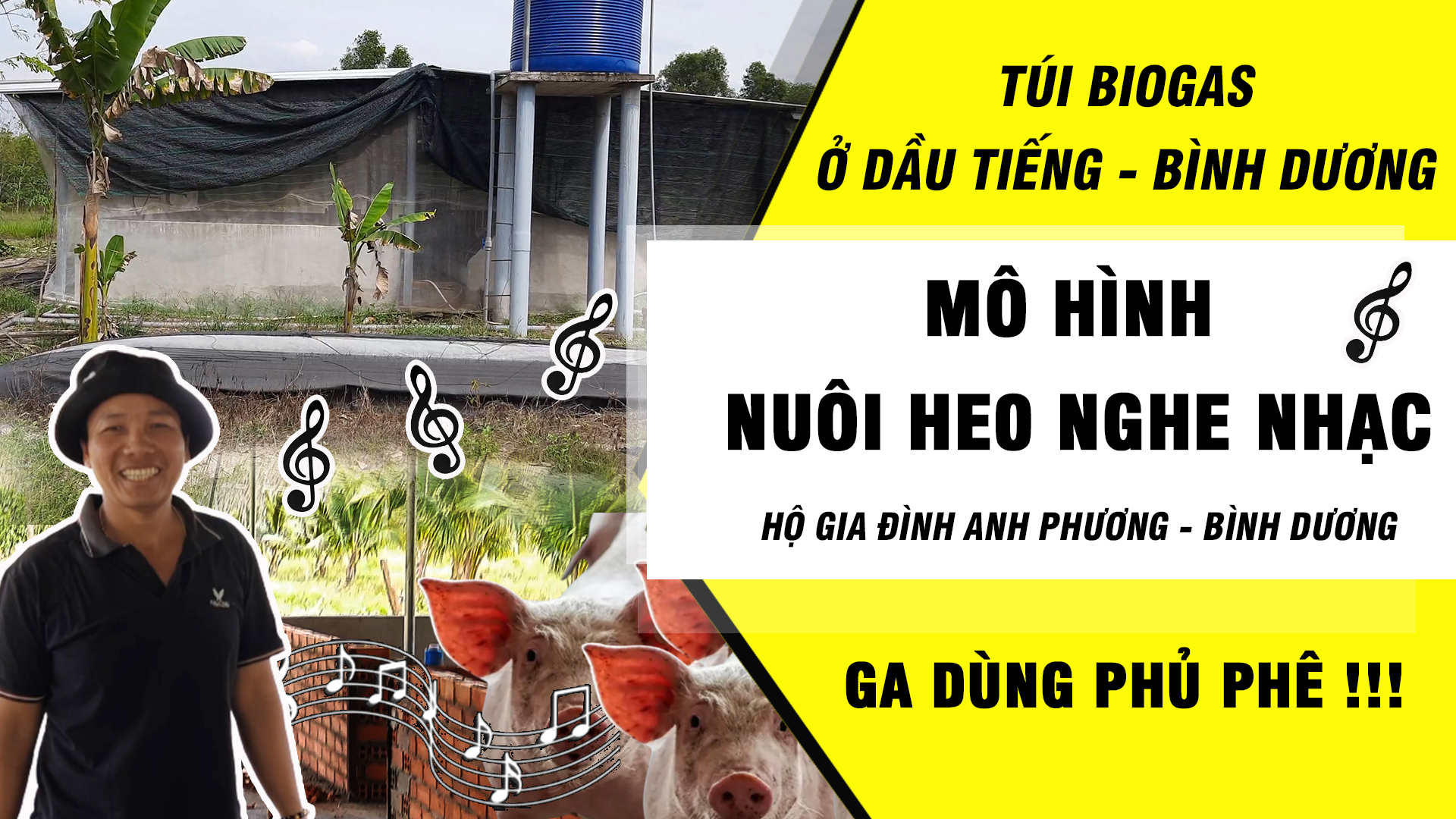 Bể biogas trại nuôi heo nghe nhạc