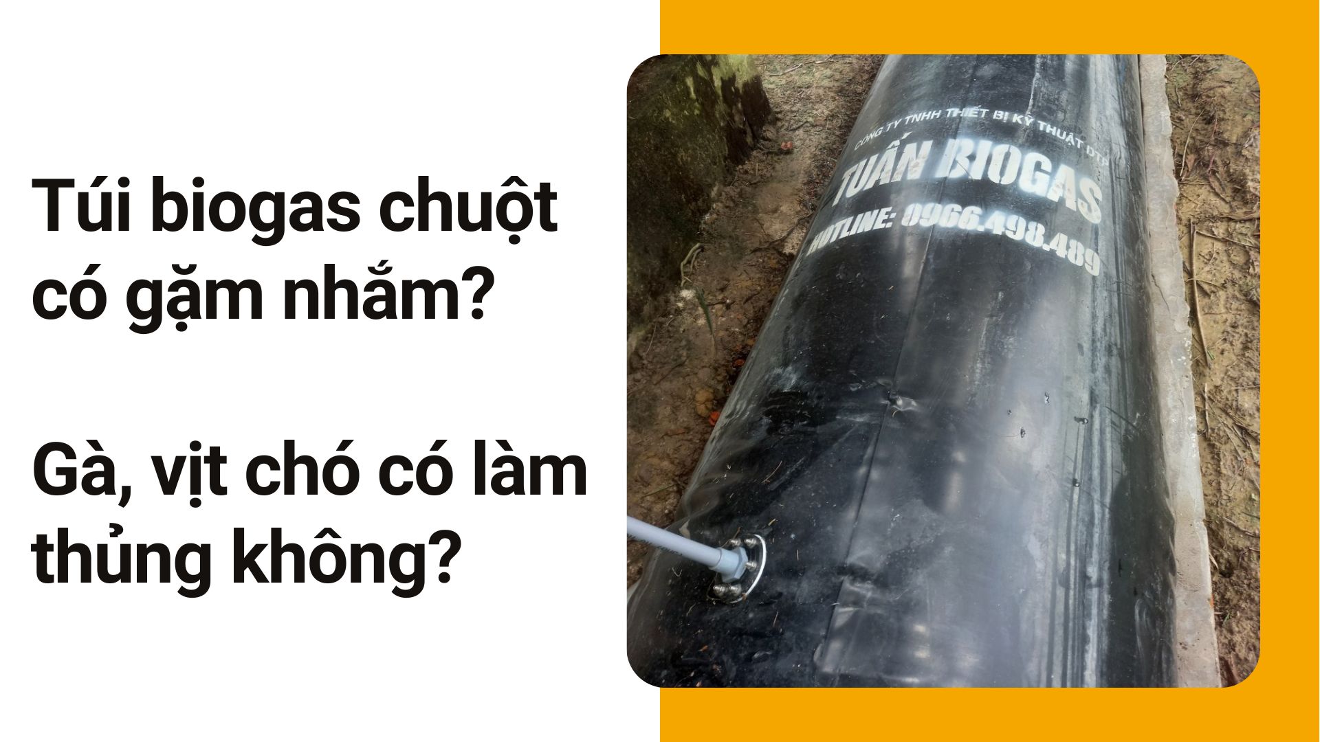 Túi biogas chuột có gặm nhắm Gà, vịt chó có làm thủng không, có bền không